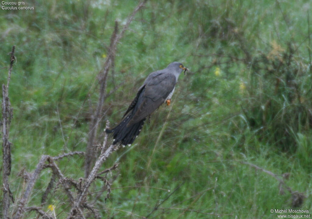 Common Cuckoo