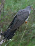 Common Cuckoo