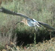 Eurasian Curlew