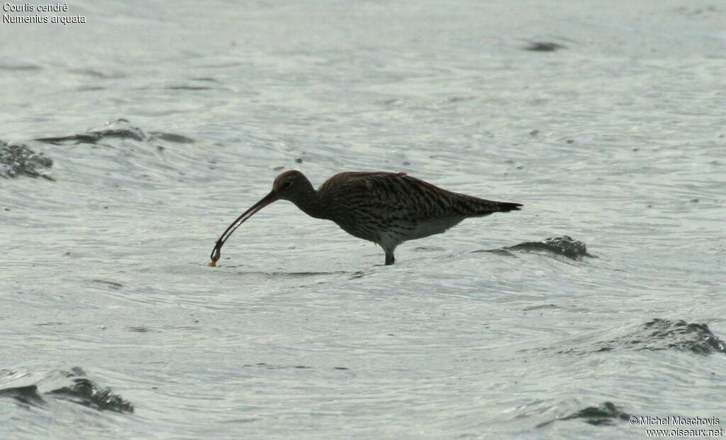 Eurasian Curlew, identification, feeding habits