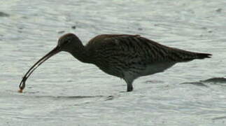 Eurasian Curlew