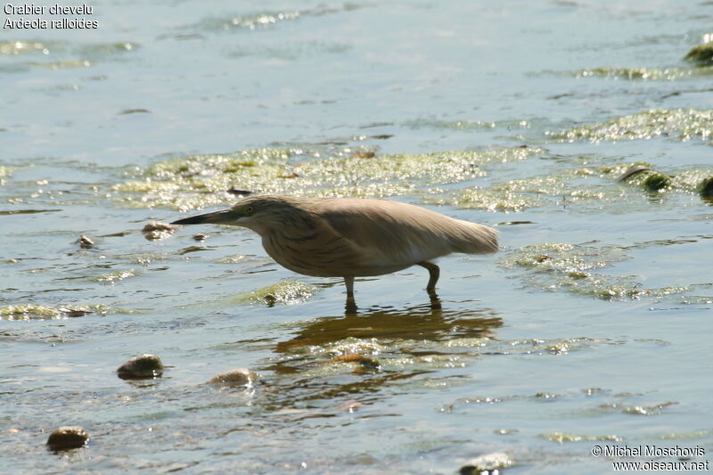 Squacco Heron