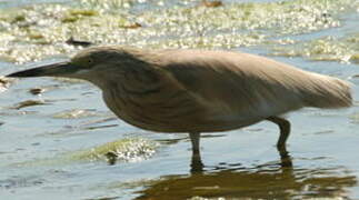 Squacco Heron