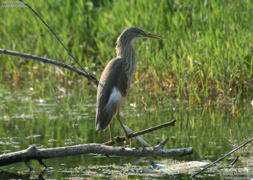 Crabier chevelu