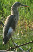 Squacco Heron