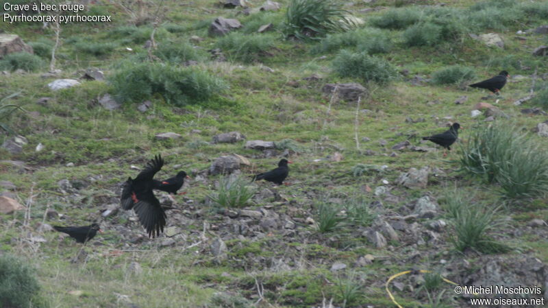 Red-billed Chough, identification