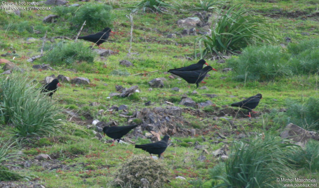 Red-billed Chough, identification