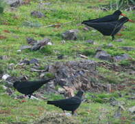 Red-billed Chough