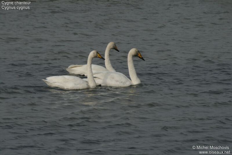 Cygne chanteur, identification