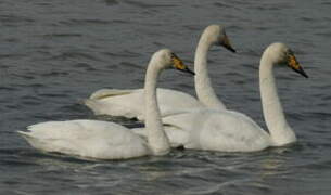 Whooper Swan