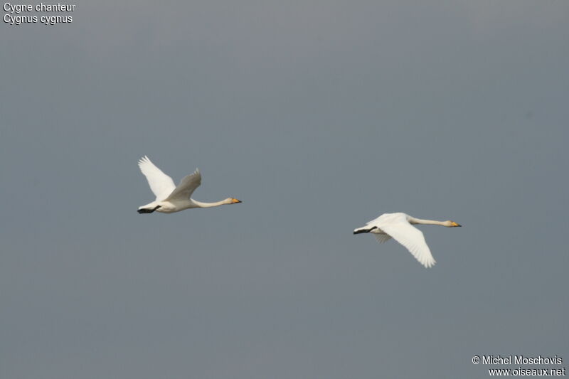 Whooper Swan, Flight