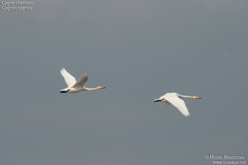 Cygne chanteur, Vol