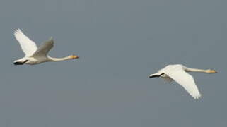 Whooper Swan