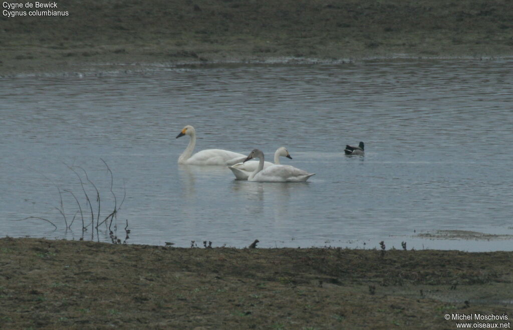 Tundra Swan