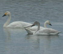 Tundra Swan