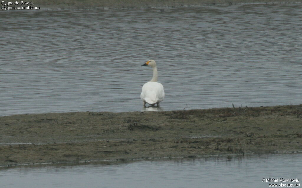 Tundra Swan