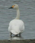 Cygne de Bewick