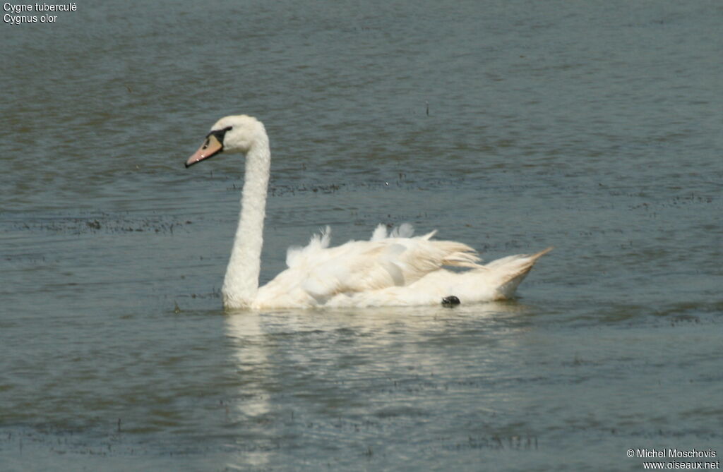 Cygne tuberculé