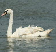 Cygne tuberculé