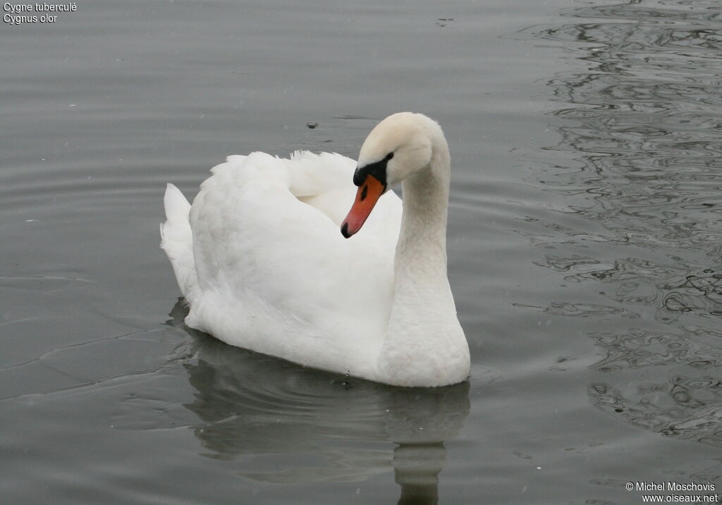 Cygne tuberculéadulte