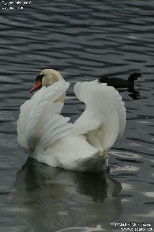 Mute Swan