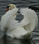 Mute Swan