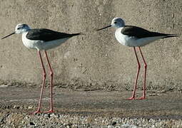 Black-winged Stilt