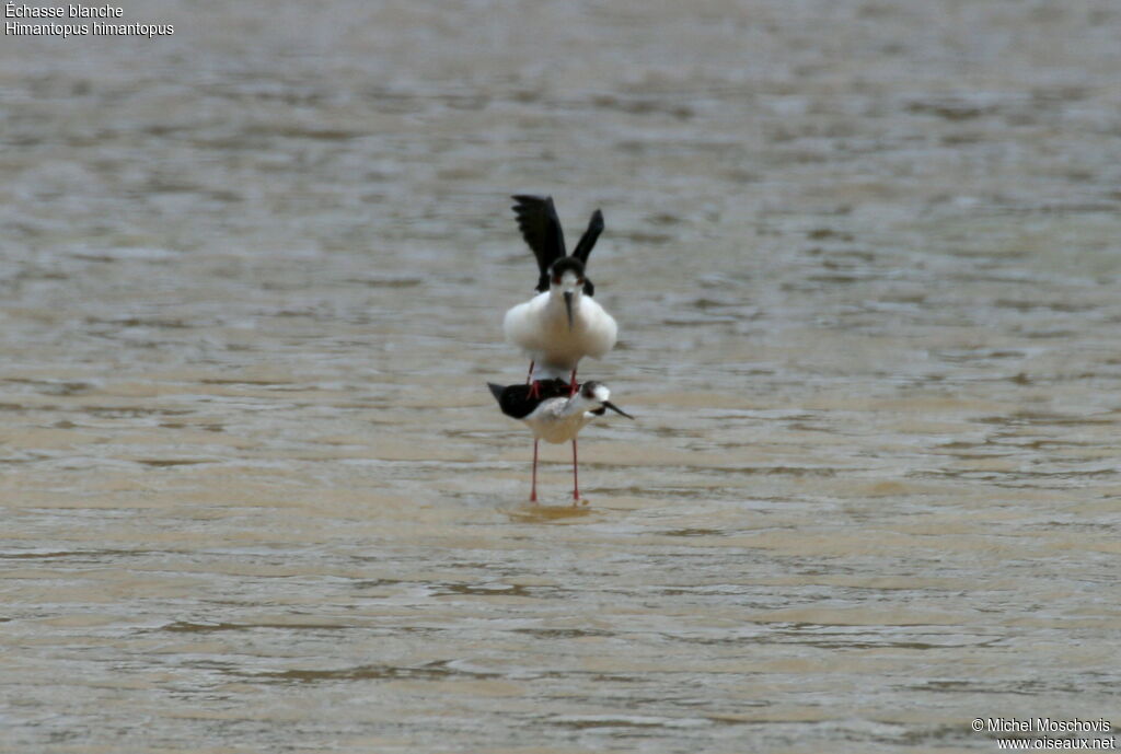 Black-winged Stilt adult breeding, Behaviour