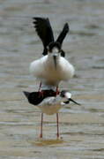 Black-winged Stilt