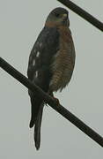 Levant Sparrowhawk