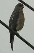 Levant Sparrowhawk