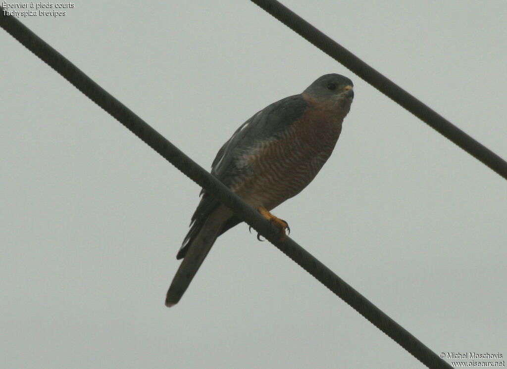 Levant Sparrowhawk male adult breeding, identification