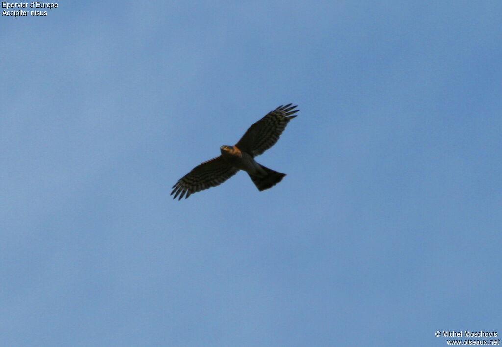 Eurasian Sparrowhawk male adult, identification