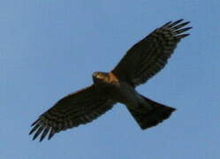 Eurasian Sparrowhawk