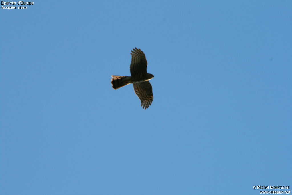 Eurasian Sparrowhawk female adult, Flight