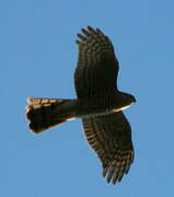 Eurasian Sparrowhawk