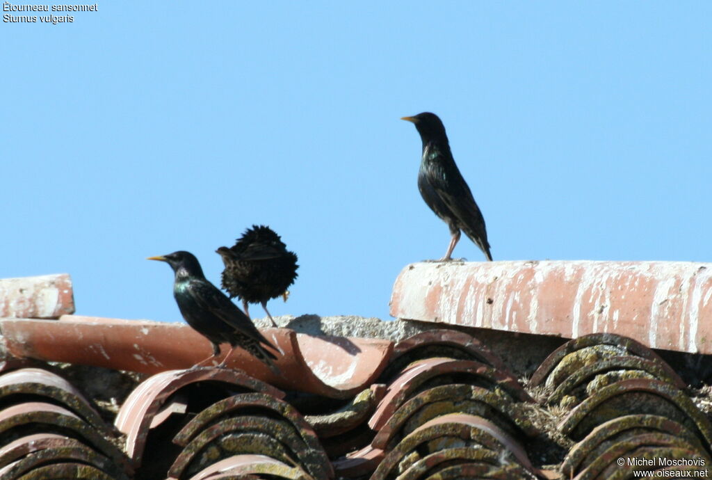 Common Starlingadult breeding