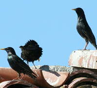 Common Starling