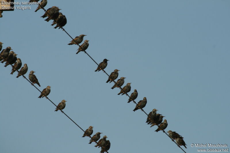 Common Starling