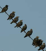 Common Starling