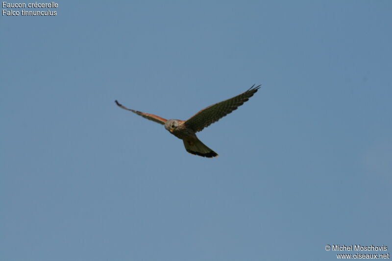 Common Kestrel male