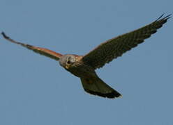 Common Kestrel