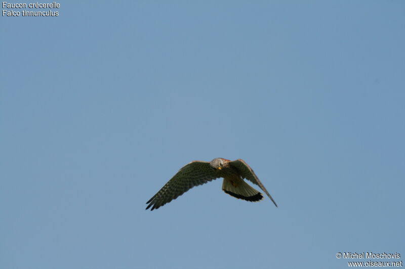 Common Kestrel male