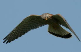 Common Kestrel