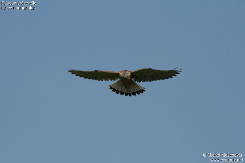 Common Kestrel male