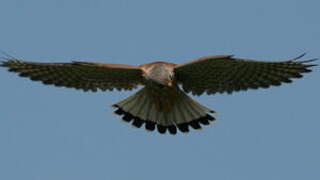 Common Kestrel