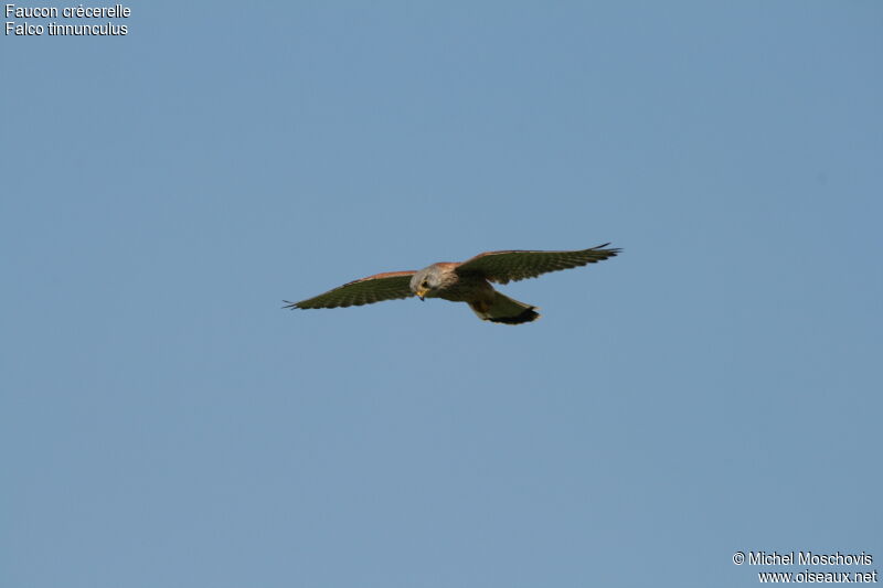 Common Kestrel male