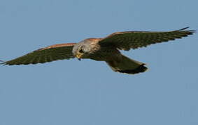 Common Kestrel