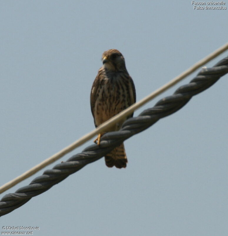 Common Kestrel