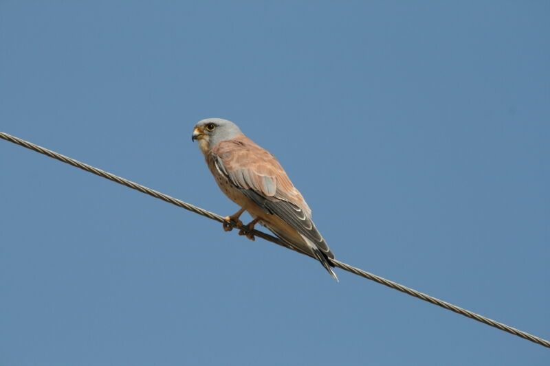 Lesser Kestrel male